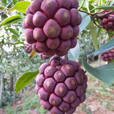 黑老虎鲜果 特色营养水果 黑老虎鲜果2-3斤