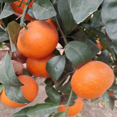 广西椪柑橘子 新鲜沃柑 蜜橘水果 当季整箱供应