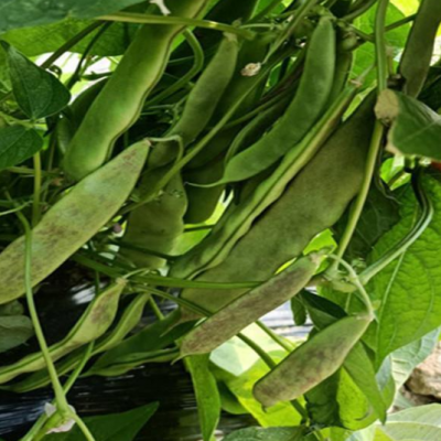 一点红豆角产地直供绿色新鲜蔬菜批发油豆角批发