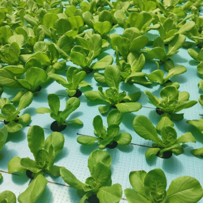 水培基地 水培 生菜香菜 水培菜 无土栽培蔬菜