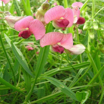 香蜿豆 凤祥农资 花卉种植基地直销