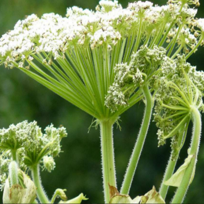 厂家热销优质白芷种子 供应批发白芷种苗 量大从优