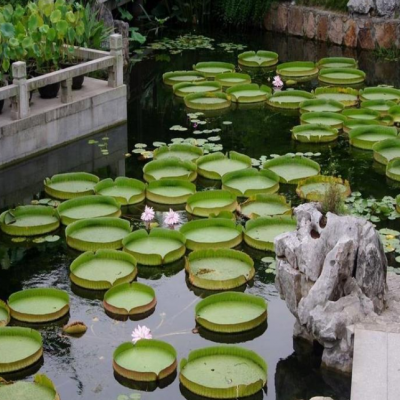 出售王莲种子 亚马逊王莲种子价格 睡莲种苗基地