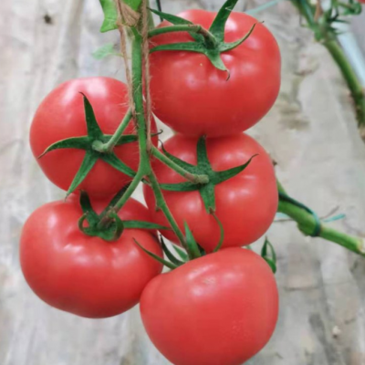 淮北种子粉果西红柿种子 西红柿苗 高温坐果好 耐热西红柿