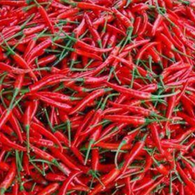 朝天椒苗 亿有 抗病高产 特辣小米椒蔬菜种子