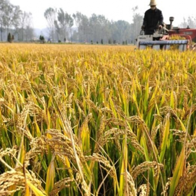 今年粮食丰收已成定局：秋粮收购进入旺季