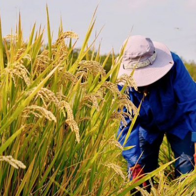 财政部一次性新增安排14亿元支持秋收和秋冬种工作