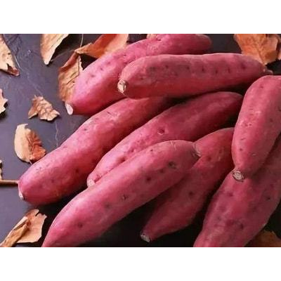 红薯卷叶虫科学应对