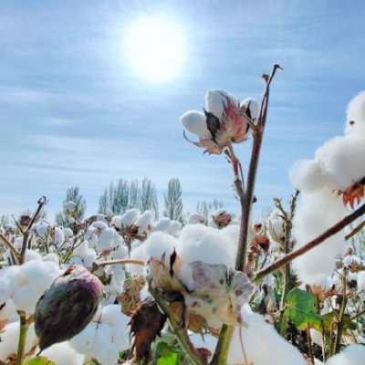 棉花脱叶剂使用方法