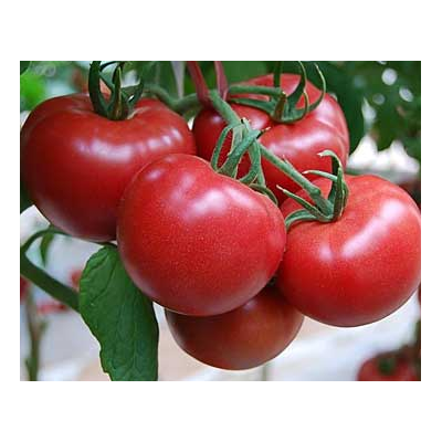 小西红柿秋季种植要点