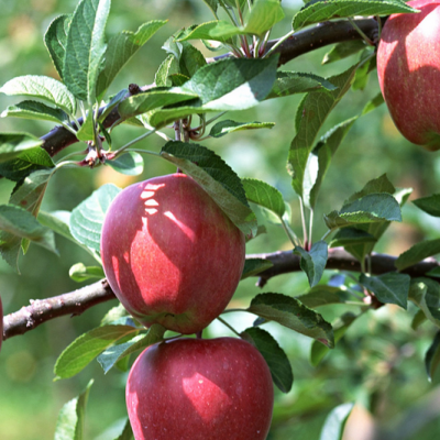 晚熟苹果成熟期的管理措施