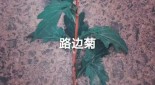 重庆大琴中药材种植有限公司